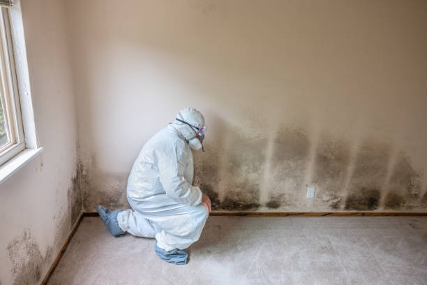 Best Industrial Mold Remediation  in Meadow Vale, KY